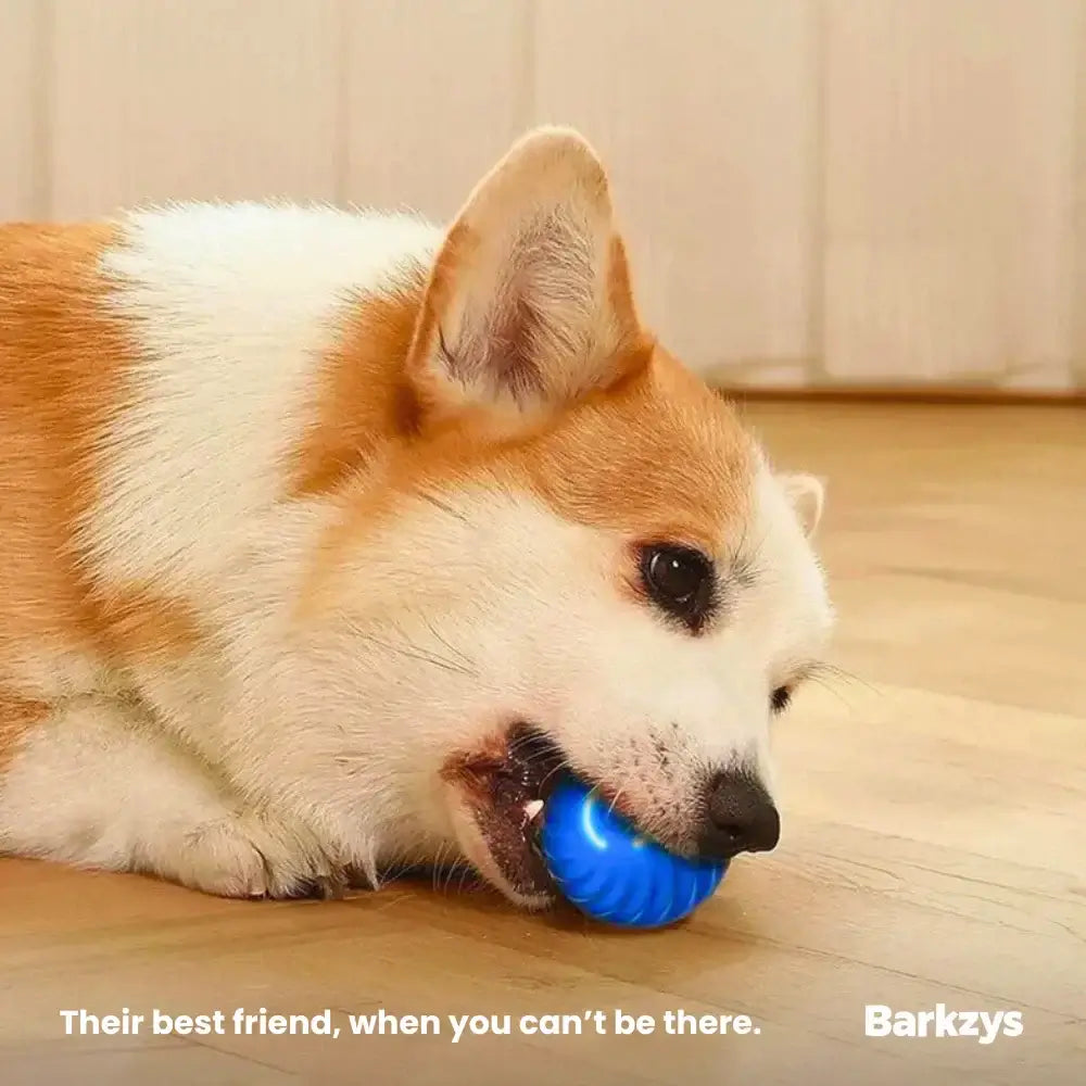 ZOOMIE BUDDY 2.0